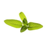 Семена Click and Grow Градинска салвия 3 броя