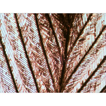 Levenhuk Rainbow 2L PLUS Red LV69121