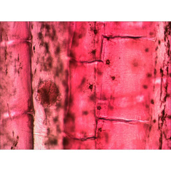 Levenhuk Rainbow 2L PLUS Red LV69121