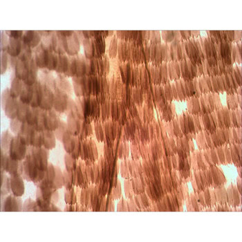 Levenhuk Rainbow 2L PLUS Red LV69121