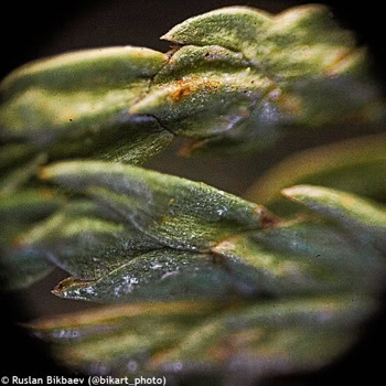 Levenhuk Rainbow D50L PLUS 2M LV74881