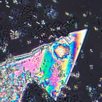 MAGUS Pol D800 LCD LV83041