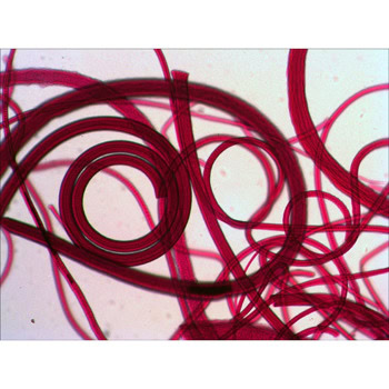 Levenhuk Rainbow 2L PLUS LV70233