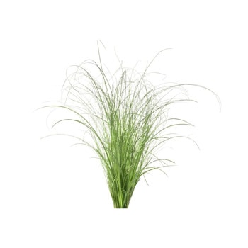 семена click and grow декоративна трева 3 броя