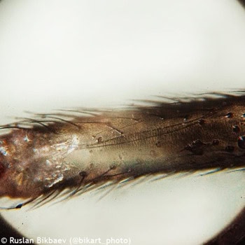 Levenhuk Rainbow 50L PLUS Purple LV69130