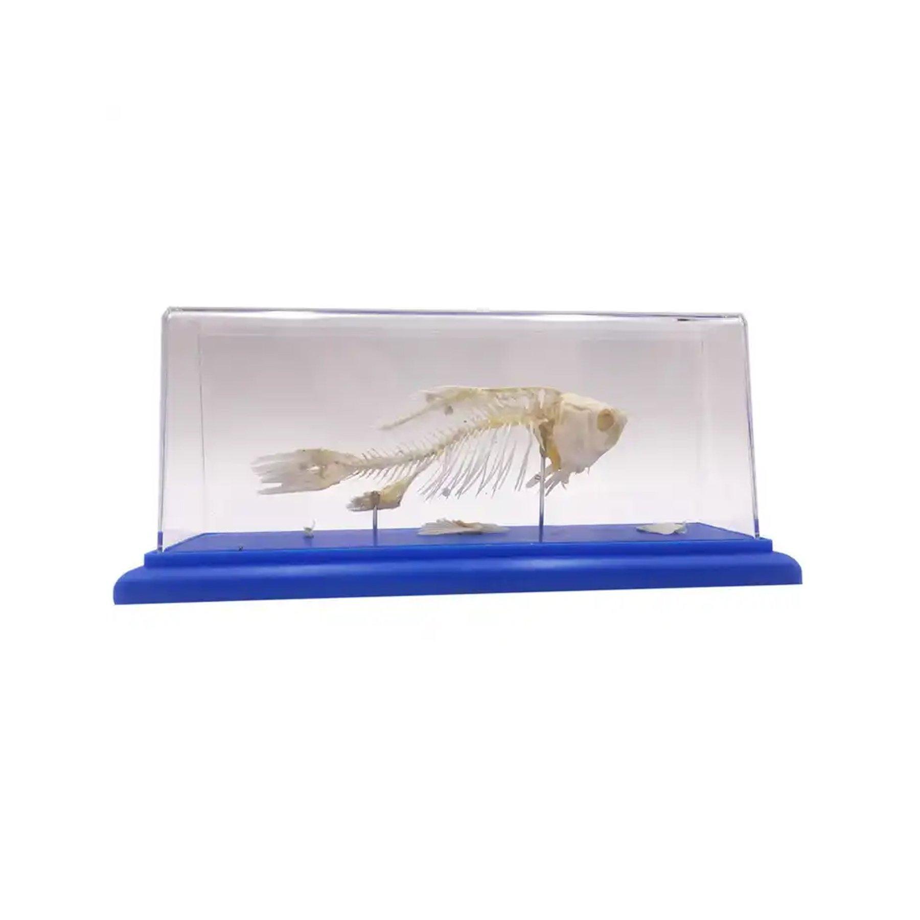 Gelsonlab Скелет на риба | JAR Computers Gelsonlab Скелет на риба