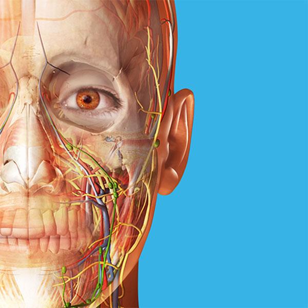 Приложение zSpace Visible Body, софтуерен пакет за 1 година | JAR Computers Приложение zSpace Visible Body, софтуерен пакет за 1 година