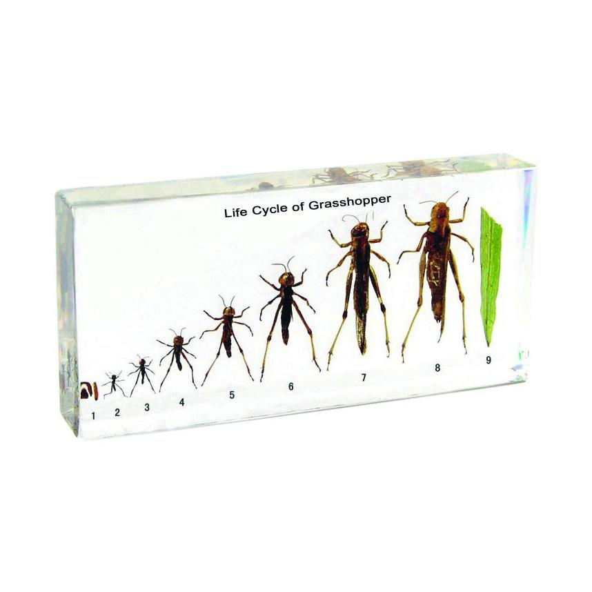 Nowa Szkola Жизнен цикъл на скакалец | JAR Computers Nowa Szkola Жизнен цикъл на скакалец