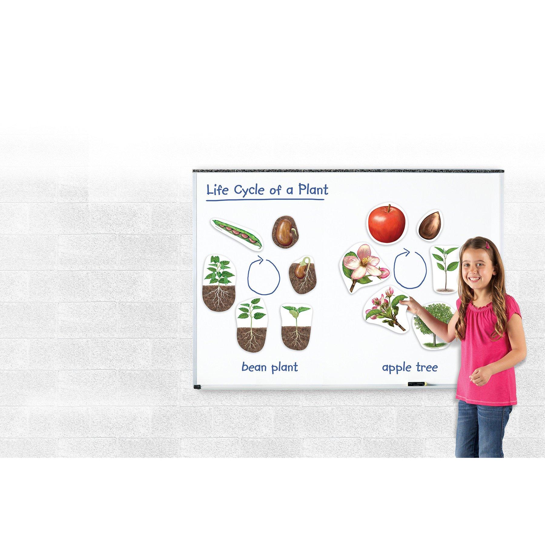 Learning Resources Магнитен комплект Жизнен цикъл на растенията | JAR Computers Learning Resources Магнитен комплект Жизнен цикъл на растенията