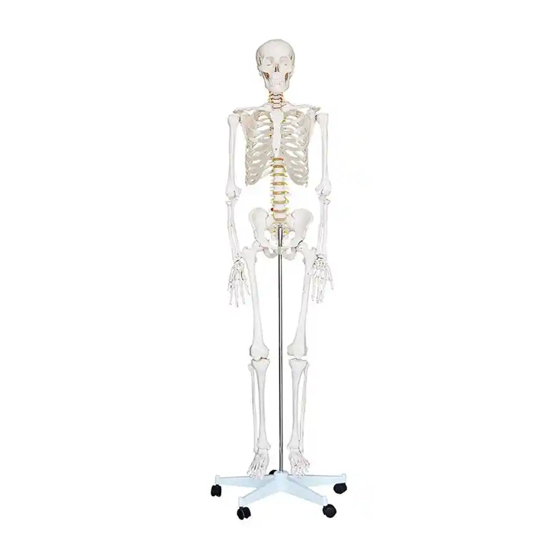 Gelsonlab Човешки скелет, на колела, 180 cm | JAR Computers Gelsonlab Човешки скелет, на колела, 180 cm