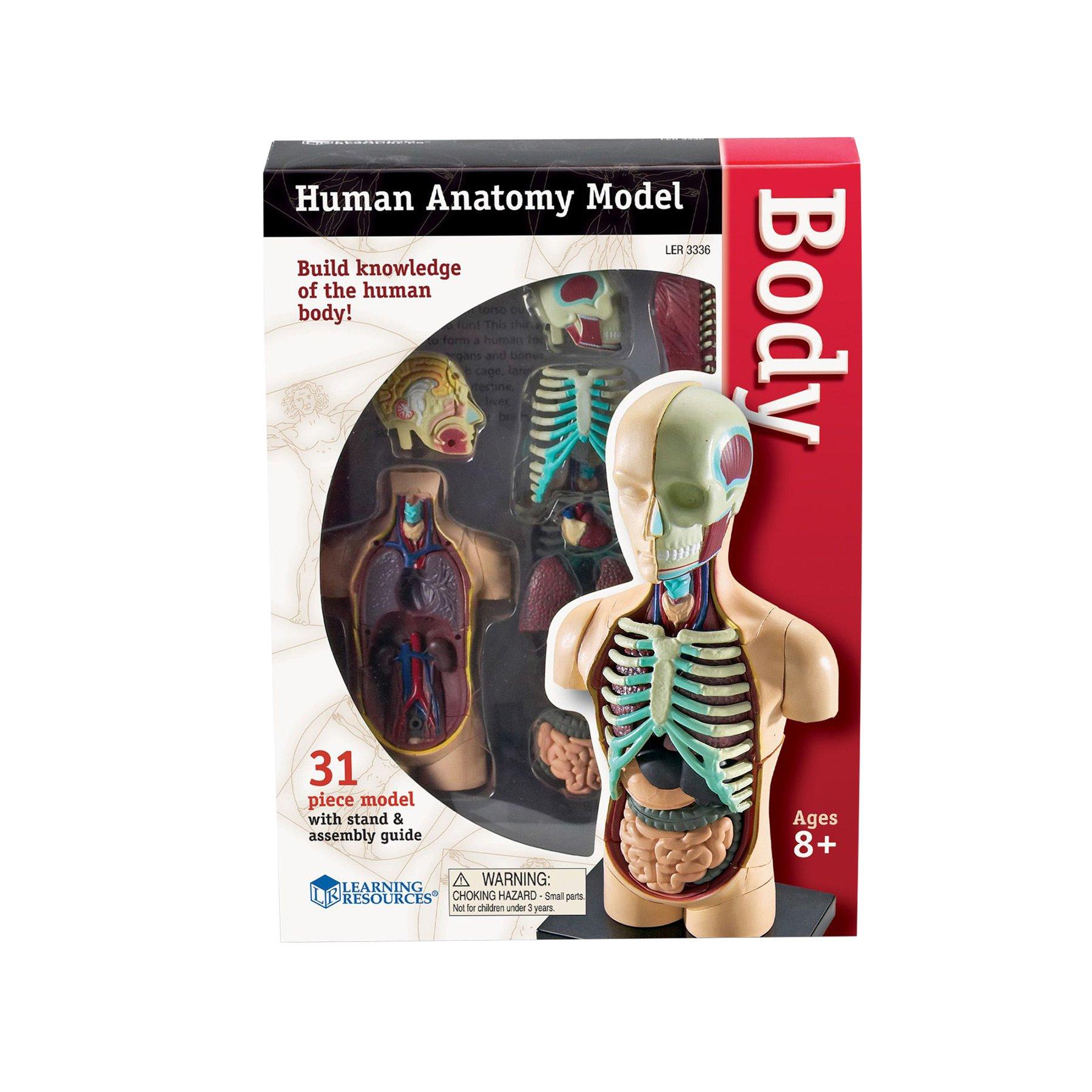 Learning Resources Мини торс 11 cm | JAR Computers Learning Resources Мини торс 11 cm
