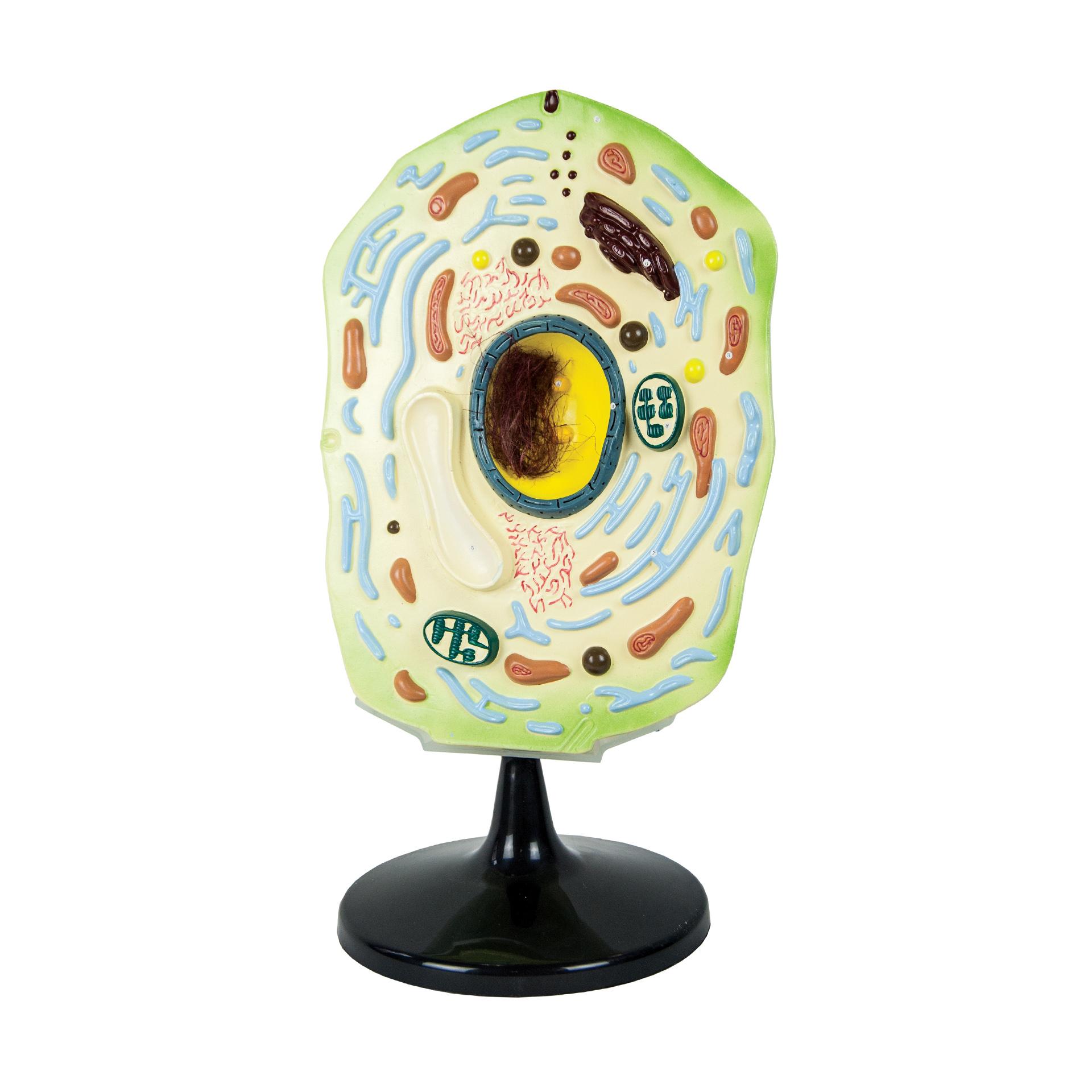 Nowa Szkola Модел на растителна клетка, 30 х 20 х 51 cm | JAR Computers Nowa Szkola Модел на растителна клетка, 30 х 20 х 51 cm