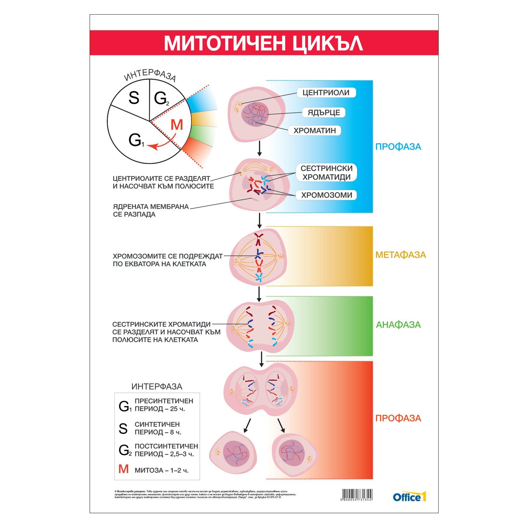 Office 1 Ученическо табло ''Митотичен цикъл'', 70 x 100 cm | JAR Computers Office 1 Ученическо табло ''Митотичен цикъл'', 70 x 100 cm