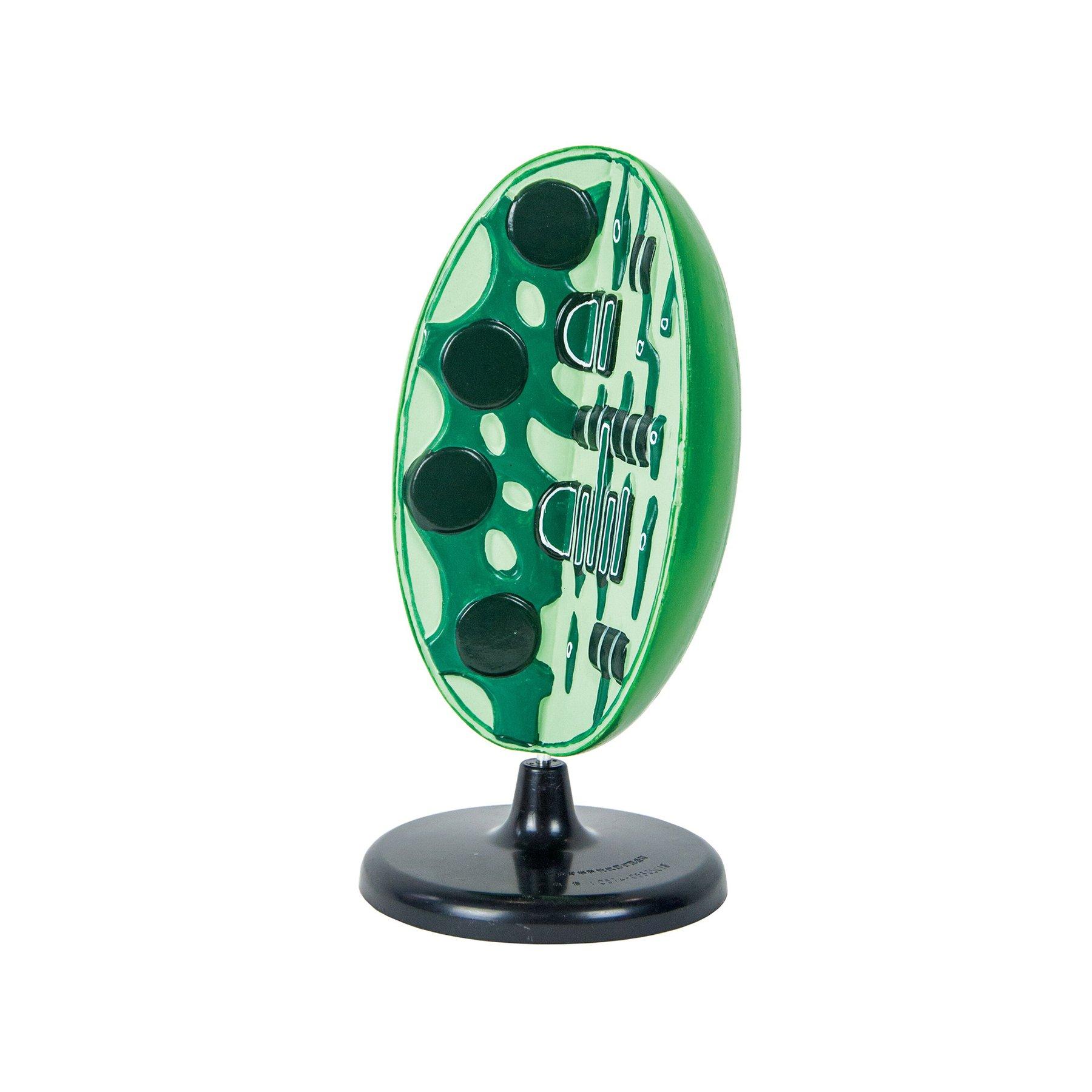 Nowa Szkola Модел на хлоропласт, 3D | JAR Computers Nowa Szkola Модел на хлоропласт, 3D