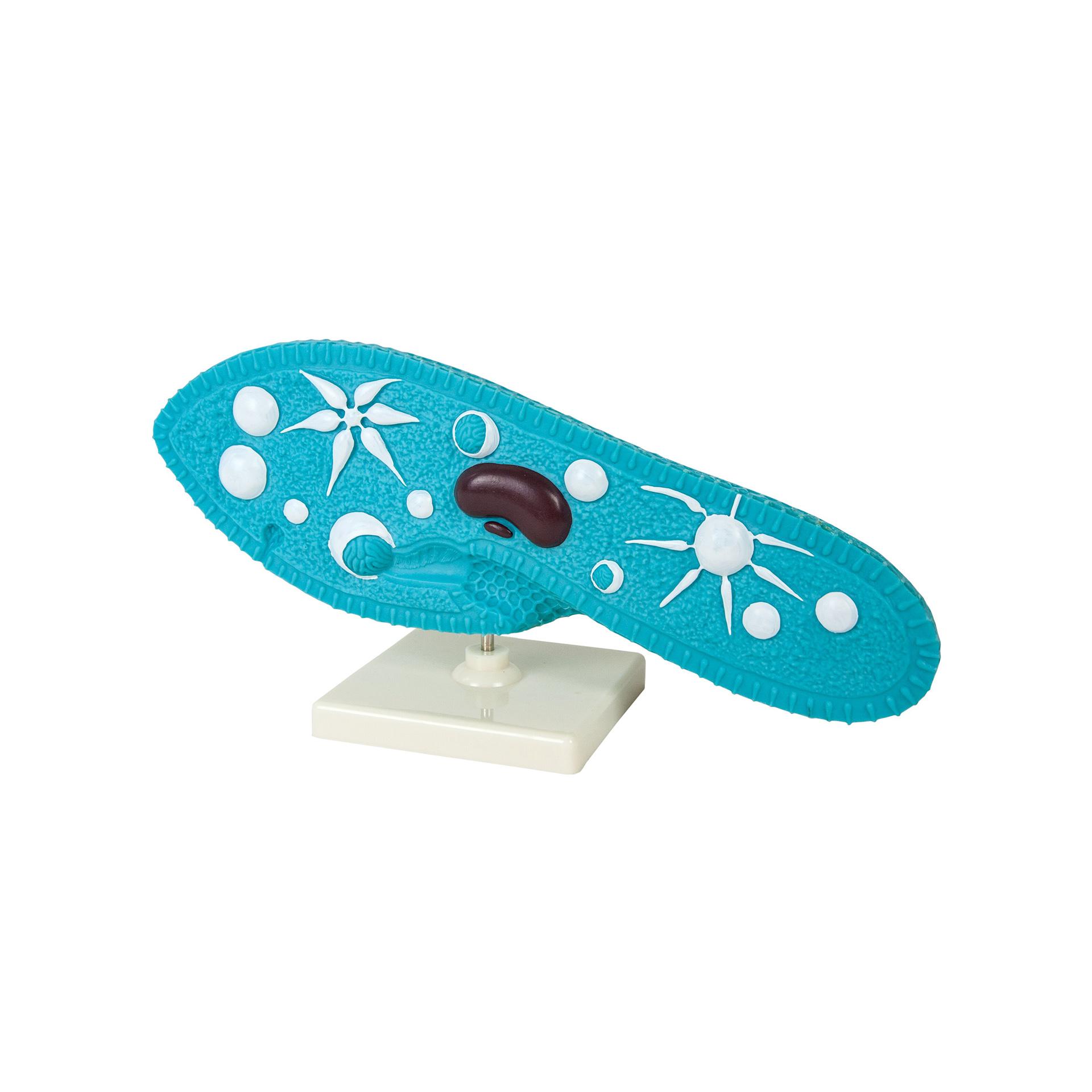 Nowa Szkola Модел на чехълче | JAR Computers Nowa Szkola Модел на чехълче