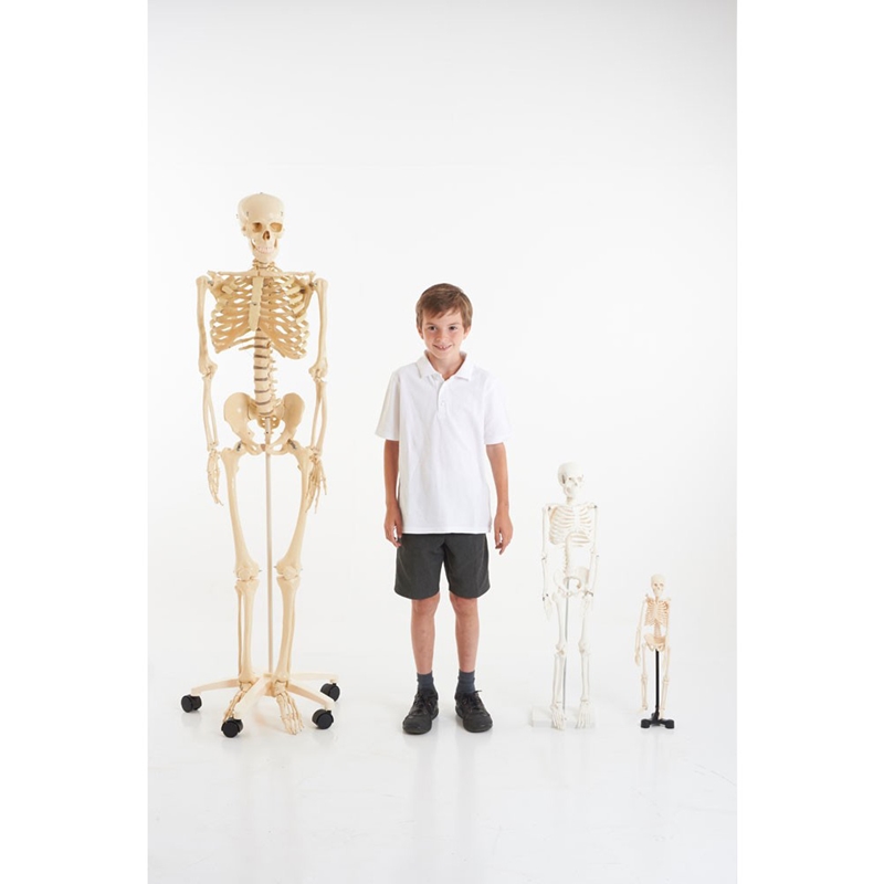 Човешки скелет, 85 cm | JAR Computers Човешки скелет, 85 cm