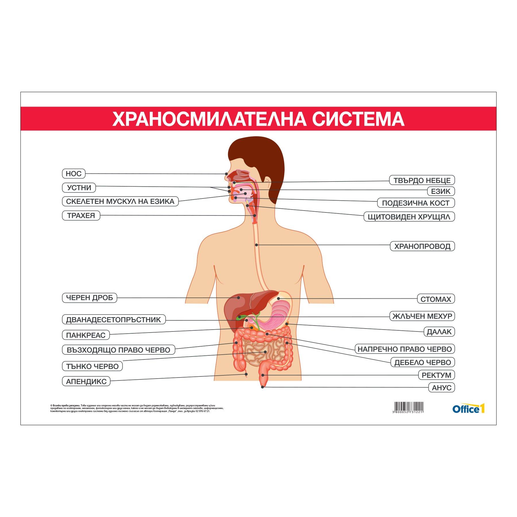 Office 1 Ученическо табло ''Храносмилателна система'', 100 x 70 cm | JAR Computers Office 1 Ученическо табло ''Храносмилателна система'', 100 x 70 cm