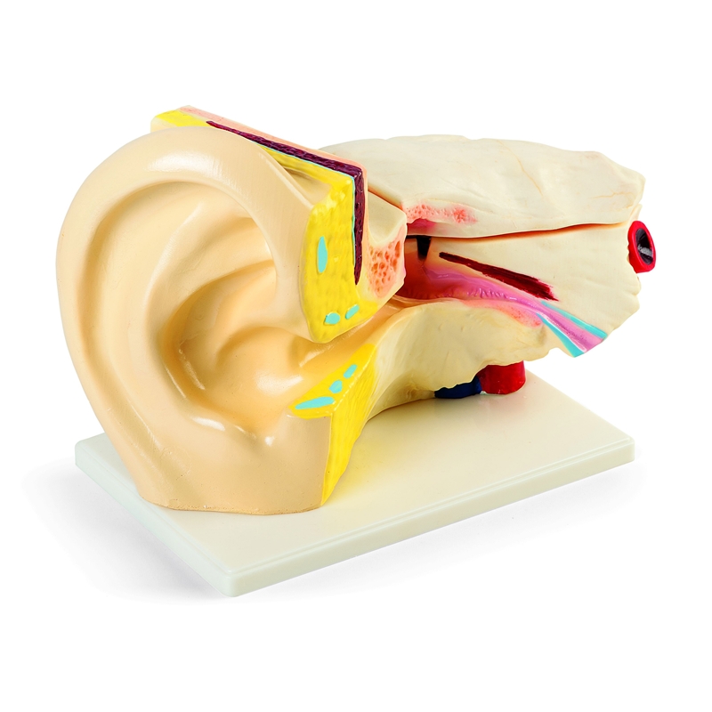 Nowa Szkola Модел на човешко ухо, 44 х 28 х 14 cm | JAR Computers Nowa Szkola Модел на човешко ухо, 44 х 28 х 14 cm